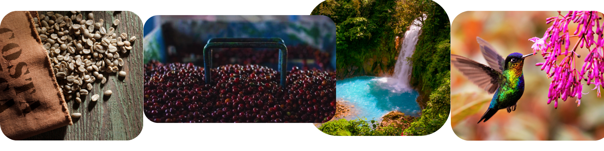 mailchimp-headerfooter_4