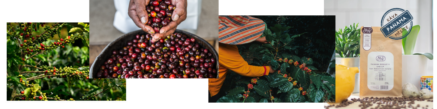 panama_kava_měsíce